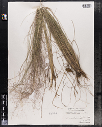 Muhlenbergia capillaris image