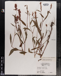 Polygonum pensylvanicum image