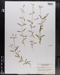 Image of Stellaria calycantha