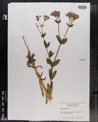 Silene armeria image