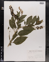 Phytolacca americana image