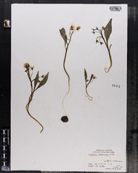 Claytonia caroliniana image