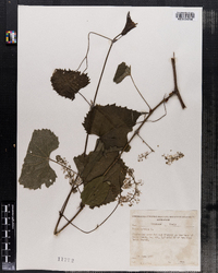 Vitis vulpina image