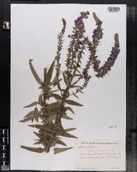 Lythrum salicaria image