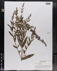 Lythrum salicaria image