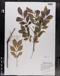 Euonymus europaeus image