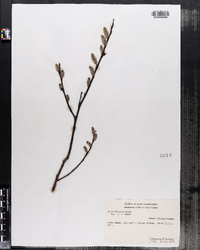 Salix discolor image