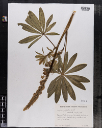 Lupinus polyphyllus image