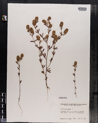 Trifolium arvense image