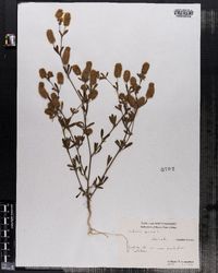 Trifolium arvense image