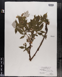 Rubus idaeus image