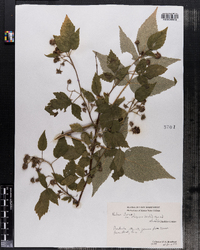 Rubus idaeus image