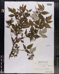 Rubus idaeus image