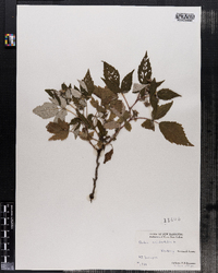 Rubus occidentalis image