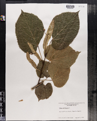 Tilia americana image