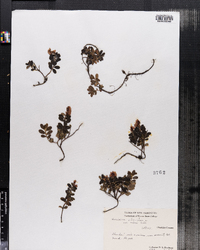 Vaccinium vitis-idaea image