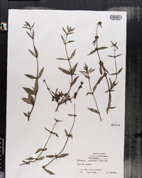 Image of Borreria ocymoides