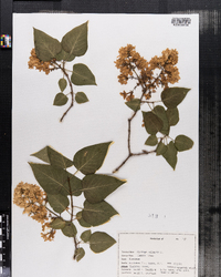 Syringa vulgaris image