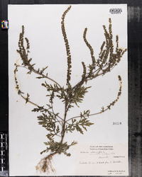 Ambrosia artemisiifolia var. elatior image