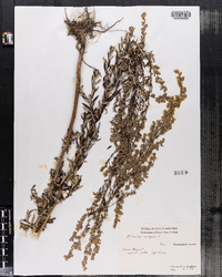 Artemisia vulgaris image