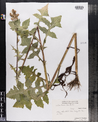 Lactuca biennis image