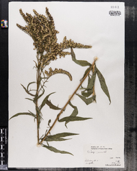 Solidago juncea image