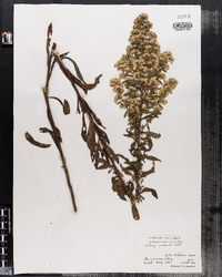 Solidago puberula image