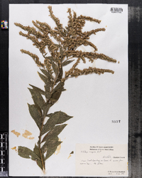 Solidago rugosa image