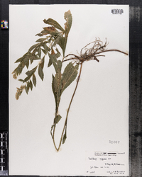 Solidago rugosa image