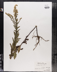 Solidago rugosa image