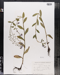 Myosotis scorpioides image