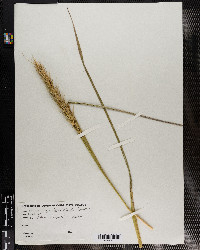 Elymus virginicus var. glabriflorus image