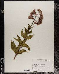 Eupatoriadelphus dubius image