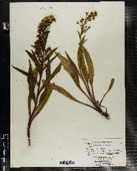 Solidago sempervirens image