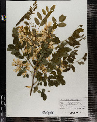 Robinia pseudoacacia image