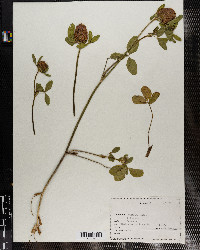 Trifolium pratense image