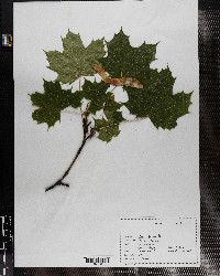 Acer platanoides image