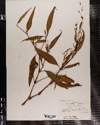 Polygonum lapathifolium image