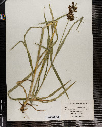 Scirpus atrovirens image