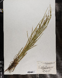 Carex debilis image