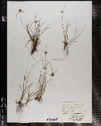 Cyperus filiculmis image