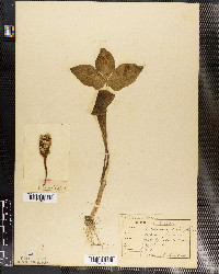 Arisaema triphyllum image