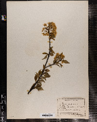 Prunus pensylvanica image