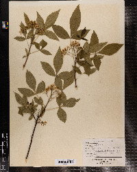 Ptelea trifoliata image