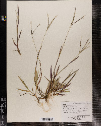 Digitaria ischaemum image