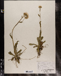 Erigeron pulchellus image