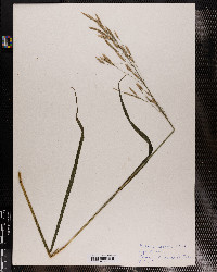 Bromus inermis image