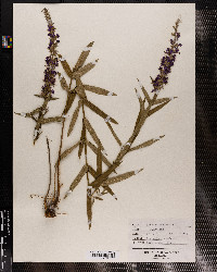 Lythrum salicaria image