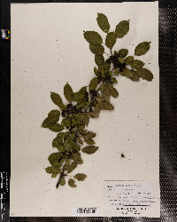 Rhamnus cathartica image