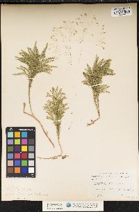 Lycopodium dendroideum image